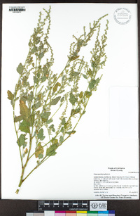 Chenopodium album image