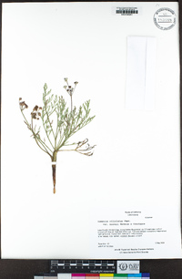 Lomatium hooveri image