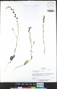 Streptanthus breweri image