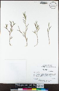 Dianthus nudiflorus image