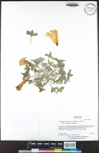 Calystegia collina subsp. oxyphylla image