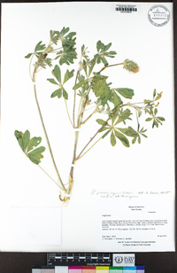 Lupinus luteolus image