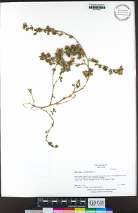 Medicago polymorpha image