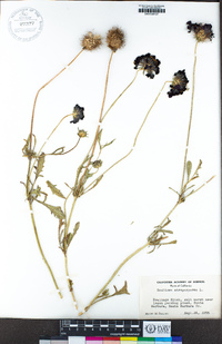 Scabiosa atropurpurea image