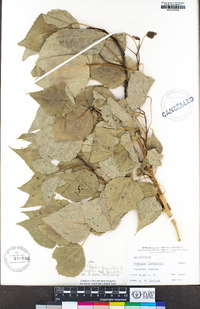 Populus fremontii subsp. fremontii image