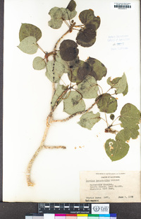 Populus tremuloides image