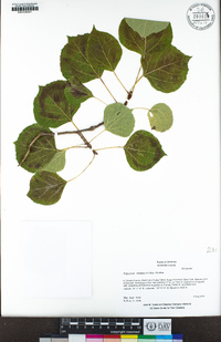 Populus tremuloides image