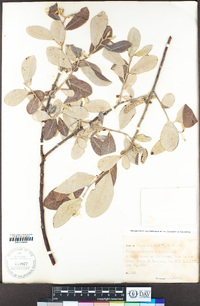 Salix delnortensis image