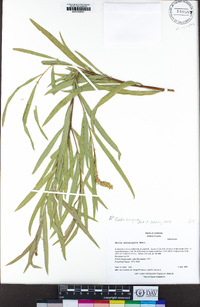 Salix exigua image