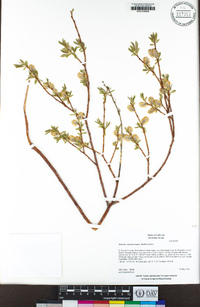 Salix geyeriana image