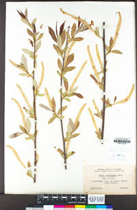 Salix laevigata image