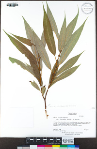 Salix lasiandra var. lasiandra image