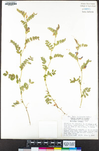 Lathyrus torreyi image