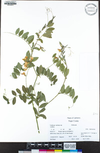 Lathyrus vestitus image