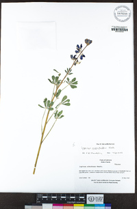 Lupinus succulentus image