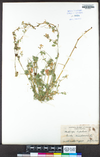 Medicago lupulina image