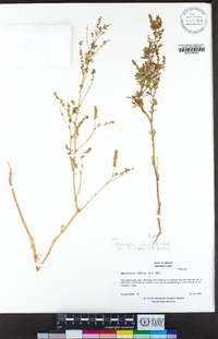 Melilotus indicus image