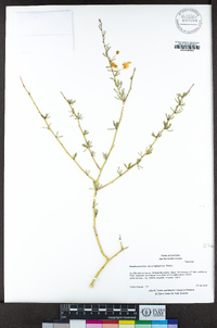 Parkinsonia microphylla image