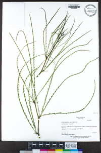 Parkinsonia aculeata image