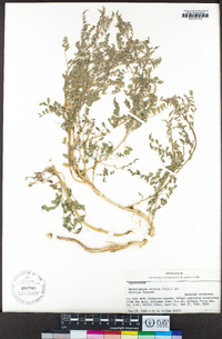 Sphaerophysa salsula image