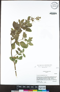 Thermopsis californica var. californica image
