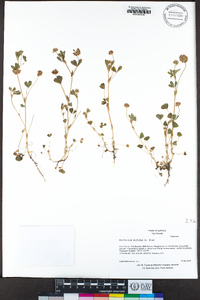 Trifolium bifidum image