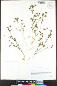 Trifolium bifidum image