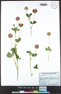 Trifolium hybridum image