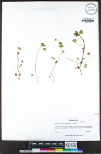 Trifolium microdon image