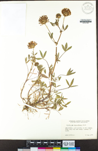 Trifolium obtusiflorum image