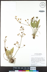 Damasonium californicum image