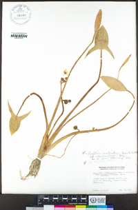 Sagittaria montevidensis image