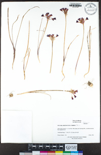 Allium peninsulare image