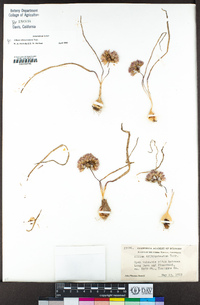 Allium tribracteatum image