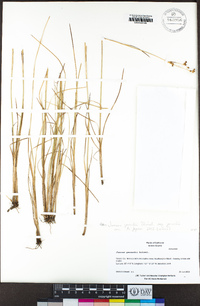 Juncus gerardi subsp. gerardi image