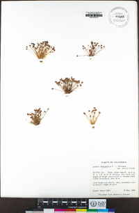 Juncus leiospermus image