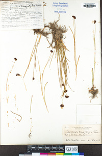 Juncus longistylis image