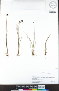 Juncus mertensianus image