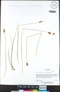 Juncus occidentalis image