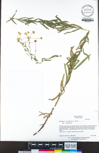 Erigeron inornatus image