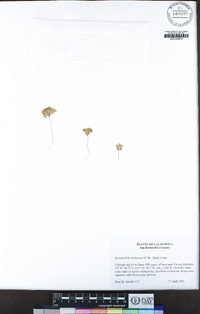 Eriophyllum mohavense image