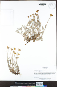 Eriophyllum lanatum var. integrifolium image