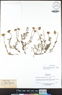 Eriophyllum lanatum var. integrifolium image