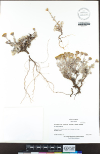 Eriophyllum lanatum image