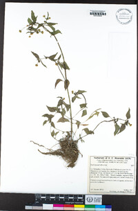 Galinsoga parviflora image