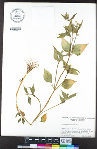 Galinsoga parviflora image