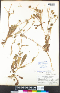 Hedypnois rhagadioloides image