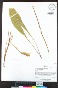 Helianthella californica var. californica image