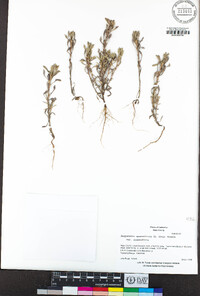 Hesperevax sparsiflora image