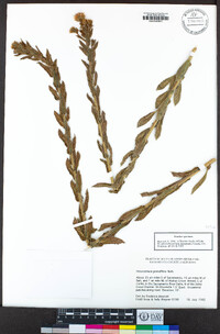 Heterotheca grandiflora image